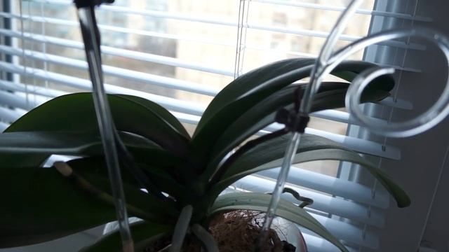 ЦВЕТЕНИЕ Орхидеи, Орхидея и ее РОСТКИ в домашних условиях смотреть онлайн