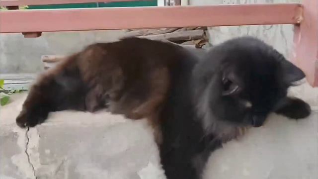 Что значит пукает🤣 смотреть онлайн