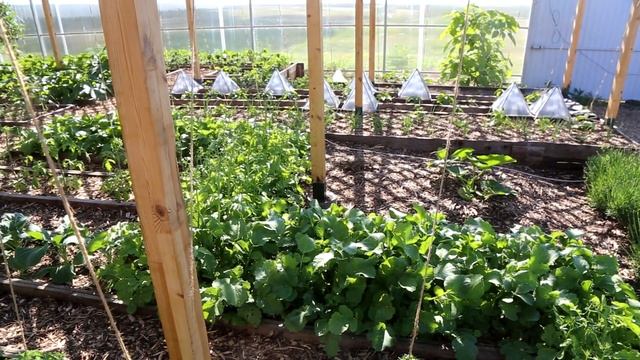 ХРОНИКИ 4. ВДРУГ ЗАЦВЕЛА РЕДЬКА, ЧТО ДЕЛАТЬ? ОБЗОР ОГОРОДА. ДЕРЕВЬЯ МИНДАЛЯ. смотреть онлайн