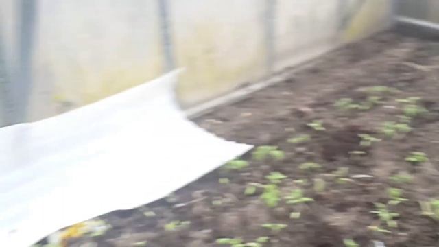 Как вырастить ранние помидоры: огород - замена йоги смотреть онлайн