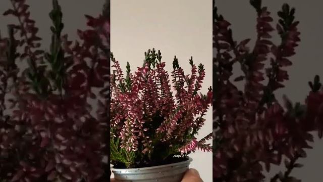 Planta Calluna o brezo. #calluna #brezo #jardineeo #jardinería смотреть онлайн