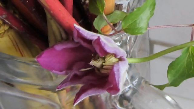 Clematis (KLEma-tis) in March and blooms until October. смотреть онлайн