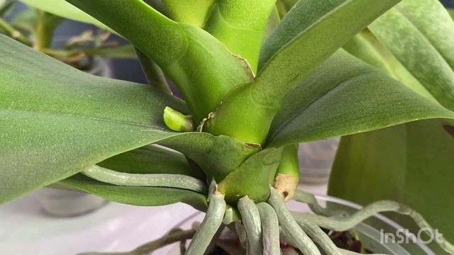 Труженицы. Орхидеи, которые цветут два раза в год???. 1часть