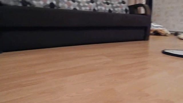 щенки Джек Рассел терьер от лучших производителей породы смотреть онлайн