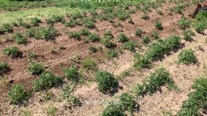 Независимый тест окучников Kerland ОК-300 на Кентавре Т-24 Pro