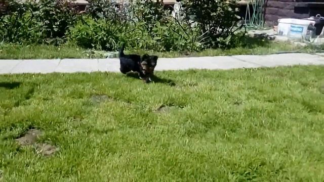 Щенок Йорка министандарт Алво Росс Жонглер Удачи