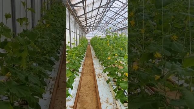 Как огурцы становятся... настоящими атлетами! смотреть онлайн