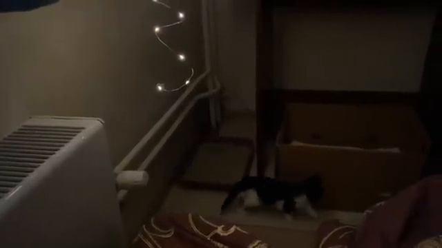 СОННОЕ ЦАРСТВО. СПИМ КАК СУРКИ ВЕСЬ ДЕНЬ ?42 ДНЯ МАЛЫШАМ смотреть онлайн