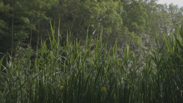 Canon C100 video test + Lens 18-55 mm - Handheld - Graded in adobe premiere смотреть онлайн