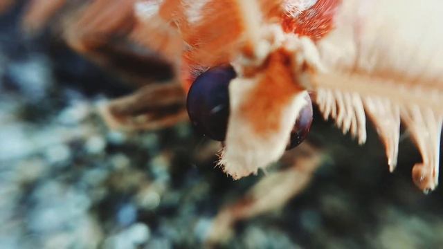 Павлиноглазка атлас смотреть онлайн