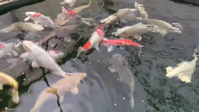 Une petite vue du grand bassin de la serre froide de carpe koi. смотреть онлайн