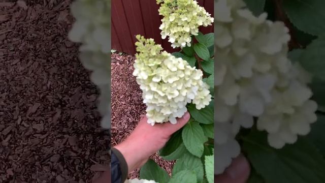 Как меняет свой цвет Гортензия Самарская Лидия Rensum/Framboisine смотреть онлайн