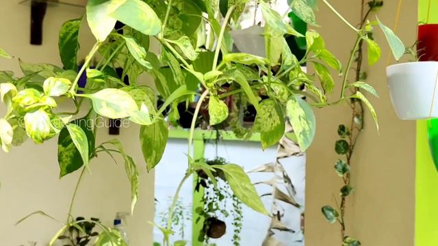 My Hanging Plant Collection I 50 verities of hanging plants смотреть онлайн