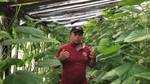 Сколько принесёт урожая один куст огурца  в теплице ) ???