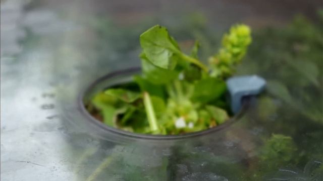 Сушеный базилик в дегидраторе Stockli Dorrex Pro T смотреть онлайн