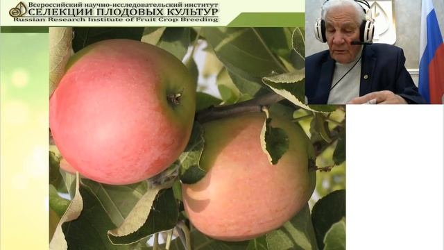Лучшие сорта яблони Всероссийского НИИ селекции плодовых культур смотреть онлайн