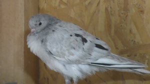 #Pigion Бойные голуби(Бакинцы)#Pigion War Doves (Baku People)