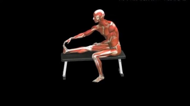 Растяжка подколенного сухожилия сидя на скамье Hamstring stretch Seated Bench Single leg смотреть онлайн