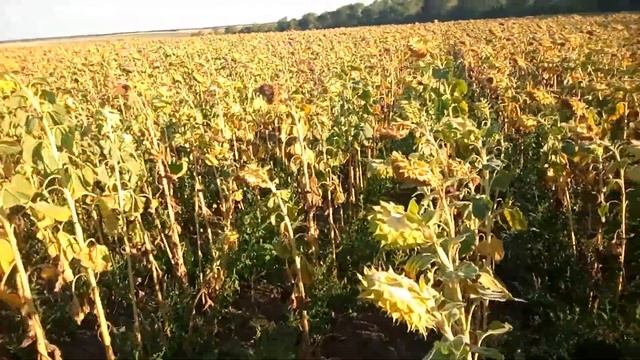 Подсолнух 2020. Обзор с лучшего к худшему. часть №4. смотреть онлайн