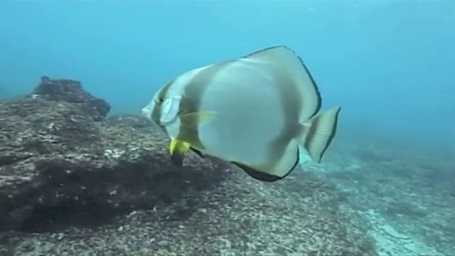 North Island | Seychelles | Expert Africa смотреть онлайн