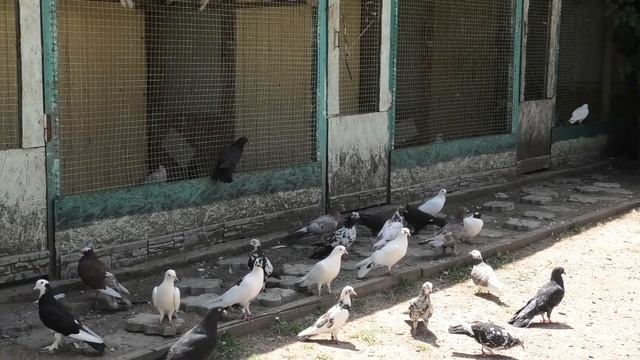 Авторитетный черный голубь от Сергея в небе! смотреть онлайн