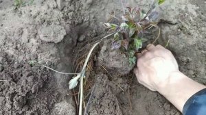 Весенняя пересадка клематиса.