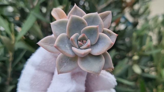Echeveria Pretty In Pink смотреть онлайн