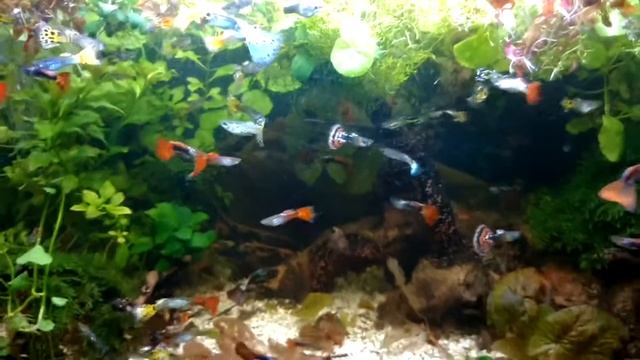 Мои рыбки ГУППИ самцы. АКВАРИУМ Селекция октябрь 2016, (ч.1) смотреть онлайн