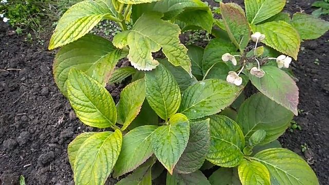 Обрезка метельчатой Гортезии осенью. смотреть онлайн