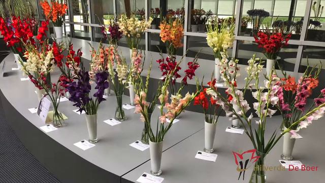 Gladiolus | Flower Vlog #7 смотреть онлайн