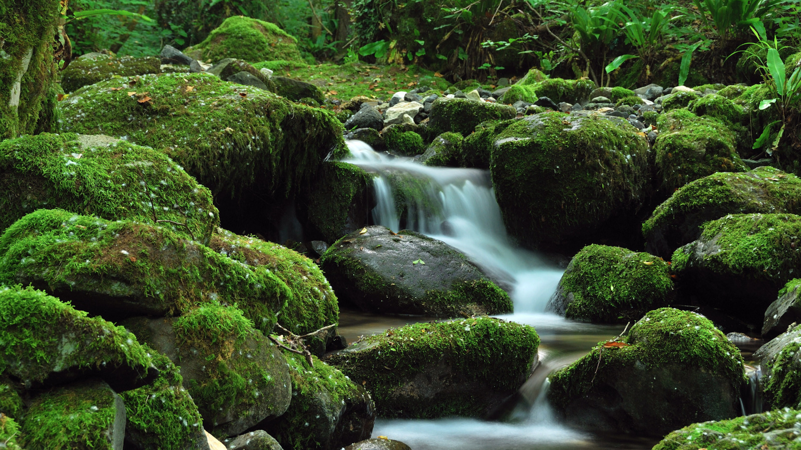 Музыка Природы! В этой нежной мелодии есть всё, чтобы просто расслабиться, думая лишь о Прекрасном! смотреть онлайн