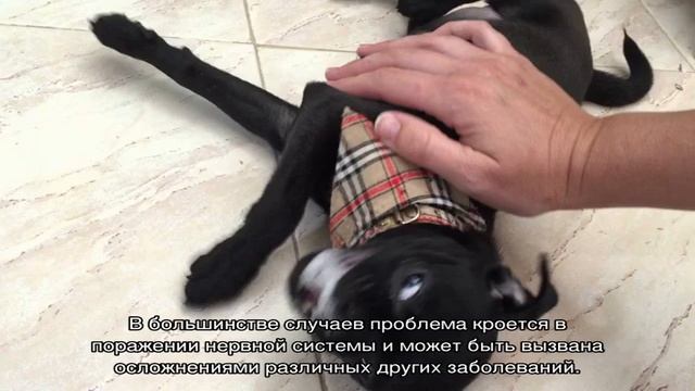 Судороги у собаки и пена изо рта, слюнотечение смотреть онлайн