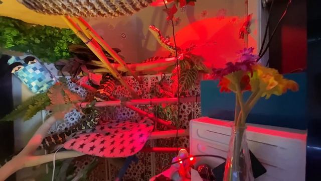 Carpet Python And Childrens Python Both Enjoy Something New смотреть онлайн