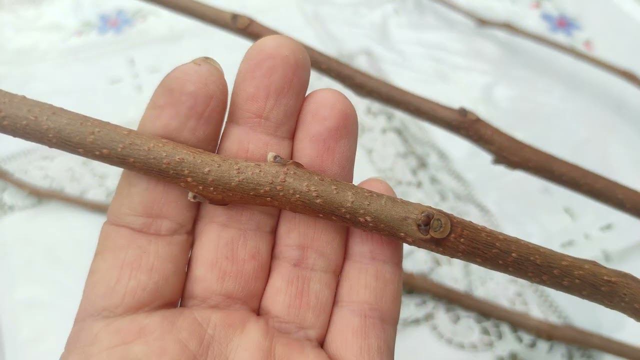 Скоро нужно обрезать хурму, рассмотрим наше дерево и подумаем..... смотреть онлайн