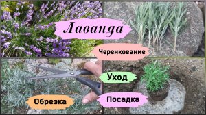 Лаванда.Посадка, уход, обрезка,черенкование.