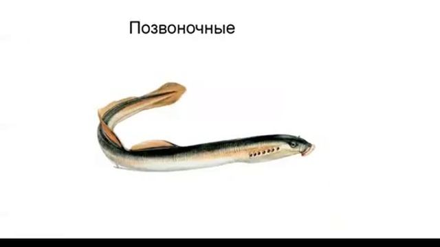 Место человека среди животных. Систематика Типа Хордовые. смотреть онлайн