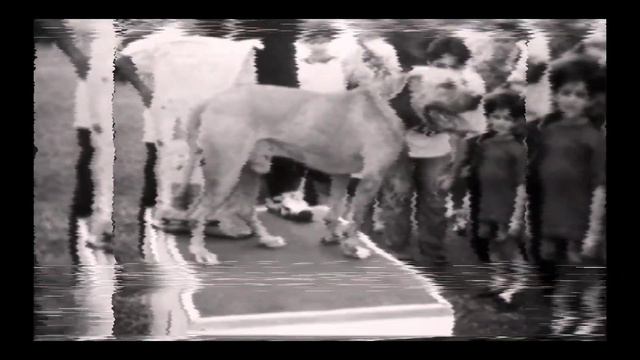 Gr Ch MAYDAY Rom - History True Dogfighting #pitbull #dogfight #apbt