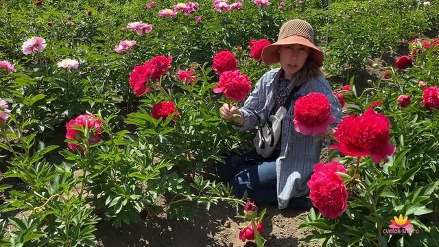 Потрясающий красный пион COMMAND PERFORMANCE / Сад Ворошиловой смотреть онлайн