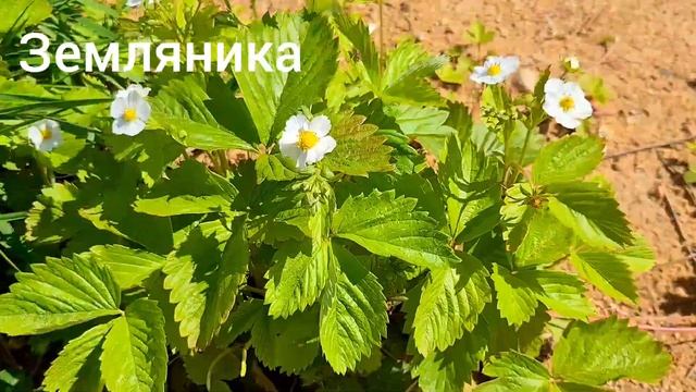 СБОР ДИКОЙ ЗЕЛЕНИ ПОПУГАЮ? Лето! Пора собирать травы и растения попугаям смотреть онлайн