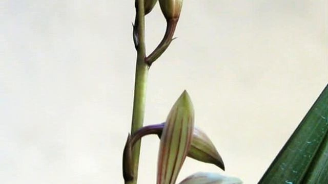 Chinese Orchids смотреть онлайн