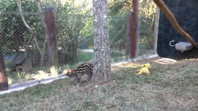 Margay: The acrobat of the small cat world смотреть онлайн
