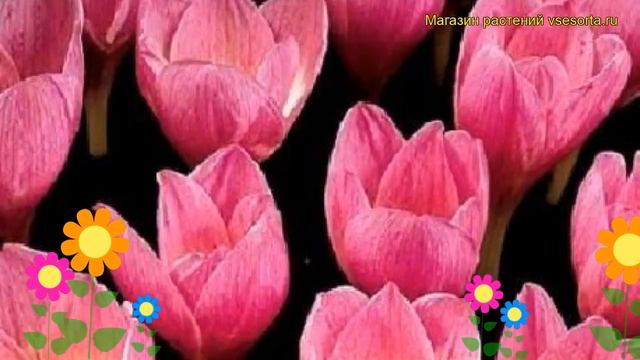 Крокус ботанический Зонатус. Краткий обзор, описание характеристик, где купить луковицы Zonatus смотреть онлайн