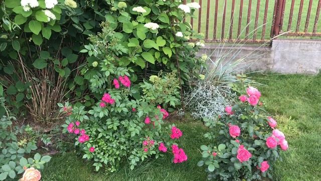 Стоит ли сажать мускусные гибриды роз⁉️ Обзор смотреть онлайн