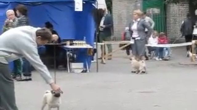 15 июня 2014 Кубок Самбии Калининград MVI 0866 смотреть онлайн