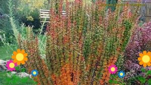 Барбарис тунберга Эректа. Краткий обзор, описание характеристик, где купить саженцы