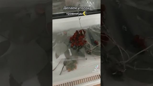 ||??||Видео из ТТ для ведьмочек, травниц, фей||??♀️||~