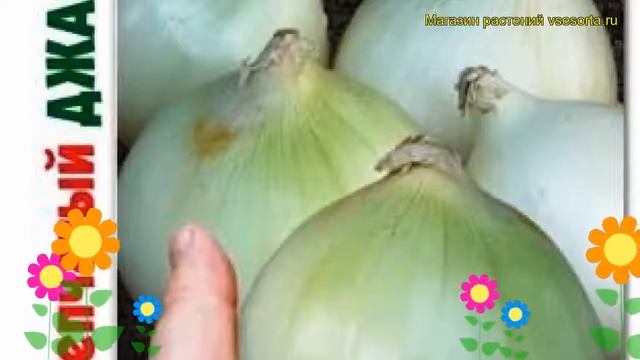 Лук репчатый Джамбо Белый. Краткий обзор, описание характеристик allium Dzhambo Belyj смотреть онлайн