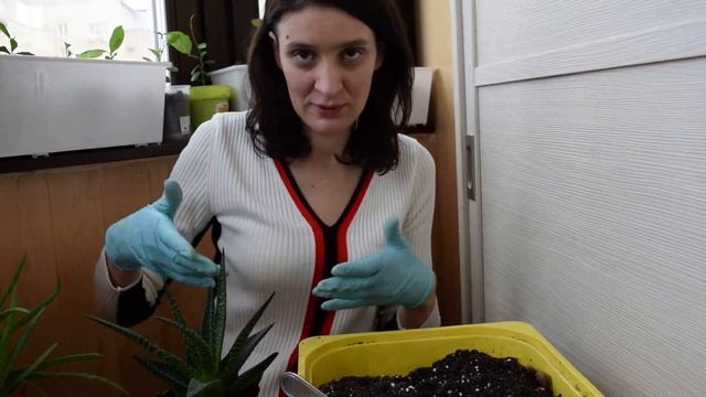 Алоэ аристата. Важное о пересадке. Юные садоводы смотреть онлайн