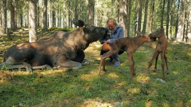 Лосеферма Печоро-Илычского заповедника Moose-farm of Pechora-Ilych reserve смотреть онлайн