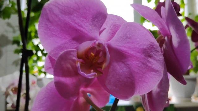 ?ОРХИДЕИ?Мои новинки #МОРОЗНАЯ ВИШНЯ#?#beautiful orchids cheap# смотреть онлайн